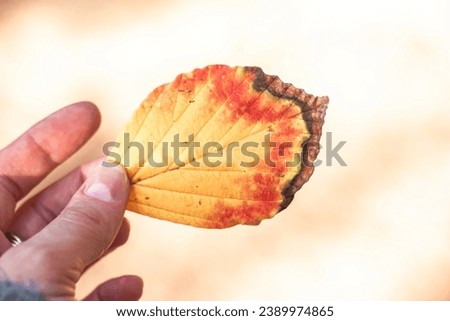 One autumnal yellow, brown, red leaf in female hand on sunny light background. Autumnal park, wood, woods, woodland, forest. Chlorosis, photosynthesis, yellowing of leaves, herbarium foliage.  Royalty-Free Stock Photo #2389974865