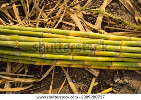 Capture of piles of harvested sugar cane. Fresh harvested sugar cane in farm. Large quantity of fresh raw sugar cane.Close up Sugarcane, Fresh sugar cane for extracting the juice. With selective focus