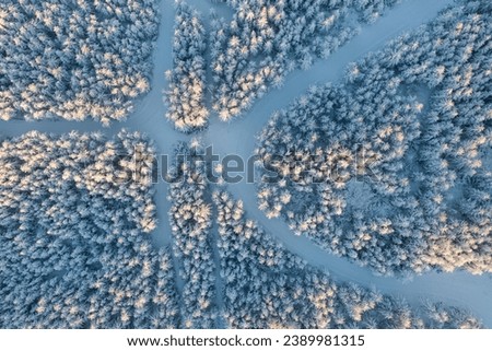 Ski trails in the winter forest. Top view of snow-covered larch trees. Morning aerial view of the winter forest. Beautiful northern nature. Ecological tourism in the woodland. Natural background.