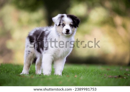 Australian Shepherds. This collection captures the spirit of these active and friendly dogs as they engage in various activities, from outdoor play to leisurely moments at home.