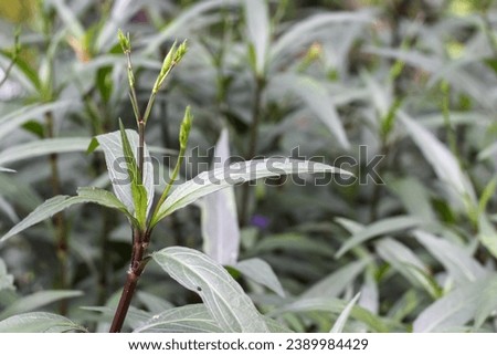 Green fresh plants grass closeup for background
