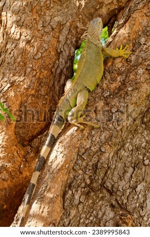 iguana climbing on the brown tree