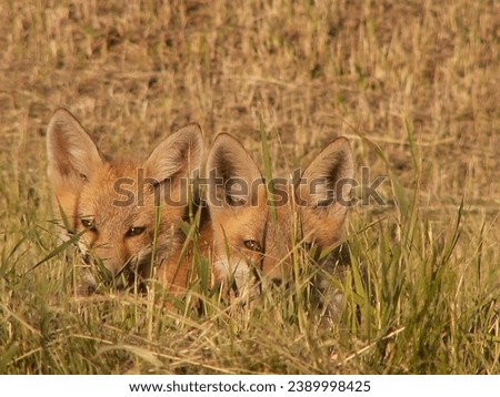 A pair of fox pups playing hide and seek.