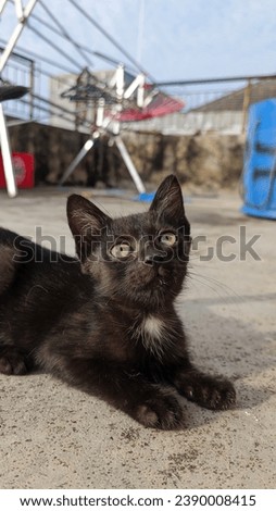 a back kitten on cement floor at morning