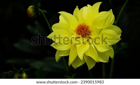 chrysanthemum morifolium. This flower is very suitable as a garden decoration plant,