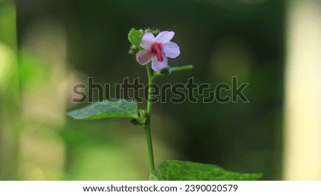 Beautiful Flowers of weeds Background 