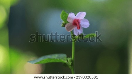 Beautiful Flowers of weeds Background 