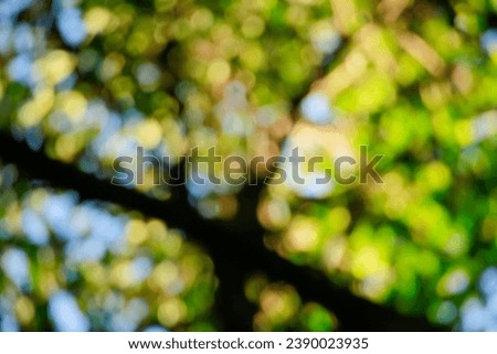 The bokeh effect of the green trees with sunlight. Nature scene. For background use.