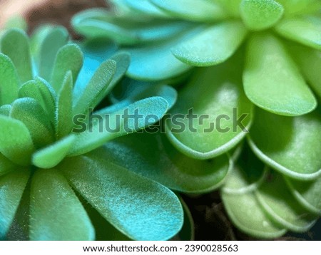 A close-up showing the fine hairs of the Esseliana plant. Royalty-Free Stock Photo #2390028563