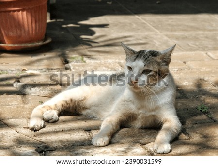 A stray cat taking a rest under a shade.  Black and white cat resting while watching its surrounding.