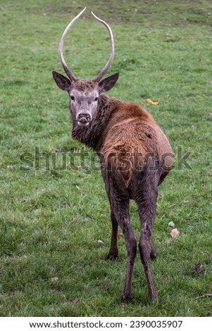 A red deer does not like the picture 