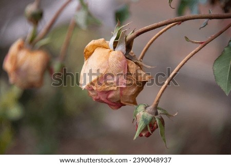Withered rose and buds on a blurred beige background. Royalty-Free Stock Photo #2390048937