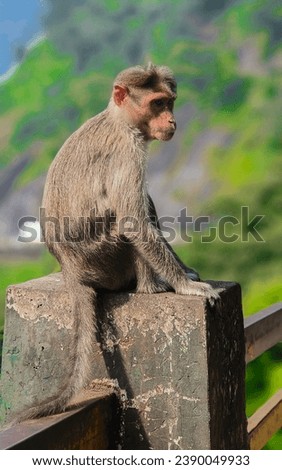 Poor monkey sitting alone Sitting alone on the Wayanad pass He sits without any enmity towards anyone  Royalty-Free Stock Photo #2390049933