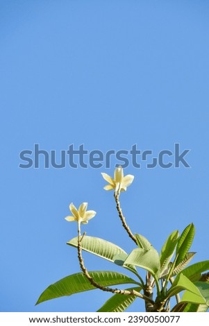 frangipani flowers on a blue sky background