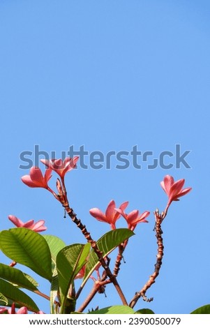 frangipani flowers on a blue sky background