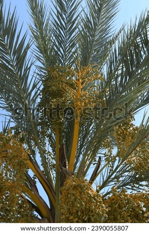 Dates on a date palm in the province of Alicante, Costa Blanca, Spain