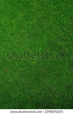 Green grass texture, grass field background. Top view. Vertical photo.