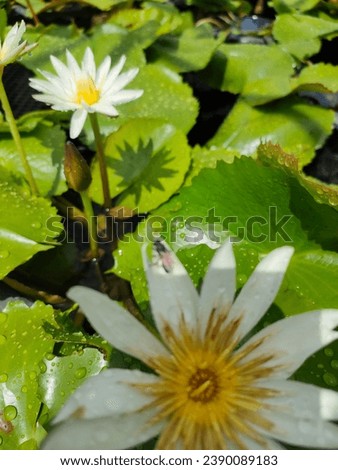 a blurry flowers with green leaves selected 