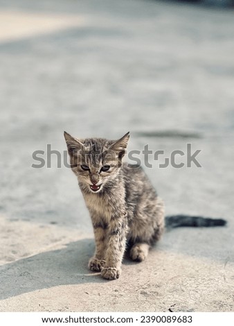 Cute little street cat sitting and meowing with an injured leg.