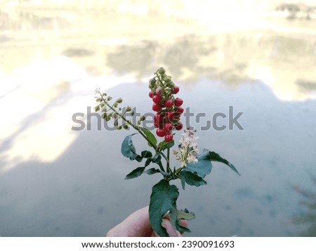 red bloodberry flowers over pond view
