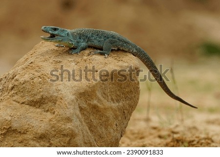 Ocellated lizard or jewelled lizard (Timon lepidus) is a species of lizard in the family Lacertidae (wall lizards). The species is endemic to southwestern Europe.