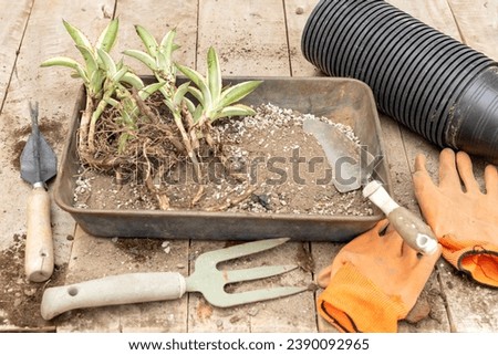 Repotting agave plant pups into new pots. Root division propagation concept. Royalty-Free Stock Photo #2390092965