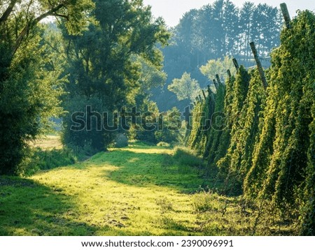 Hop field before harvest phase with sunset light