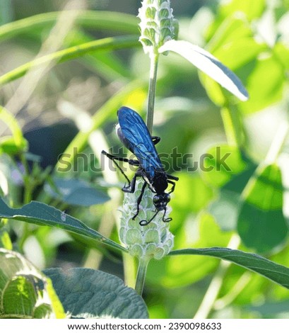 The Pompilid Spider Hunting Wasp has a distinctive noisy flight. They are dark with a blue metallic sheen in the sunlight. The female hunts large Baboon Spiders which she paralyses to feed her larvae.