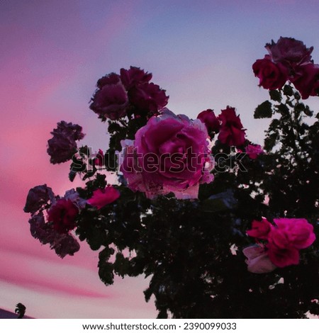 "Roses in sunset, a fiery embrace of petals aglow, dancing in the twilight's embrace—a floral symphony painted with hues of passion and the magic of dusk." Royalty-Free Stock Photo #2390099033