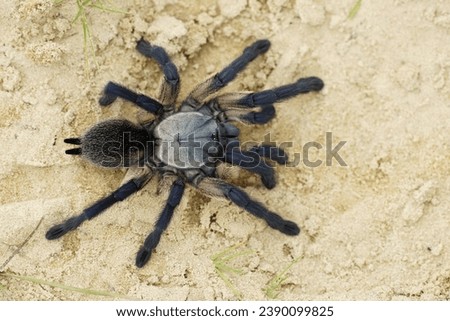 Monocentropus balfouri - Socotra Island blue baboon tarantula