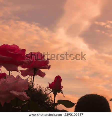 "Roses ignite in the caress of a blazing sunset, each petal ablaze with the passion of twilight—a floral ballet of fiery hues, nature's symphony at dusk." Royalty-Free Stock Photo #2390100957