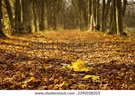 autumn in Poland , Krasne Mazovia 