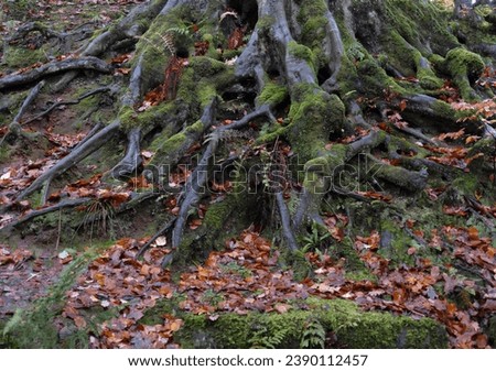 Oldham,Greater Manchester,UK-Nov,17,2023-Tree Roots In Autumn On Riversvale Drive Daisy Nook Country Park Royalty-Free Stock Photo #2390112457