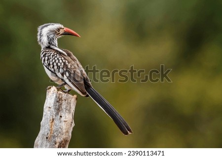 Southern Red billed Hornbill standing on a log isolated in natural background in Kruger National park, South Africa ; Specie Tockus rufirostris family of Bucerotidae