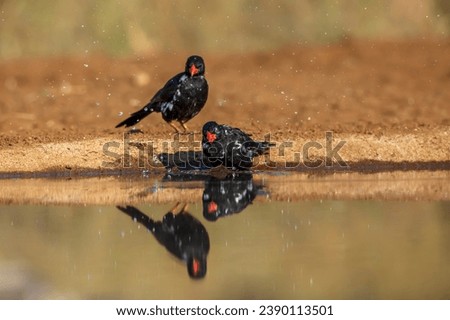 Two Red billed Buffalo Weaver bathing in waterhole with reflection in Kruger National park, South Africa ; Specie Bubalornis niger family of Ploceidae Royalty-Free Stock Photo #2390113501
