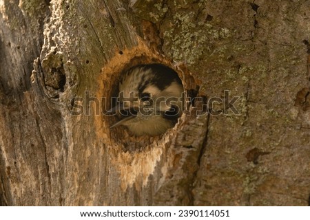 Nestling of lesser spotted woodpecker - Dryobates minor - in hollow with brown background. Photo from Biebrza National Park in Poland.