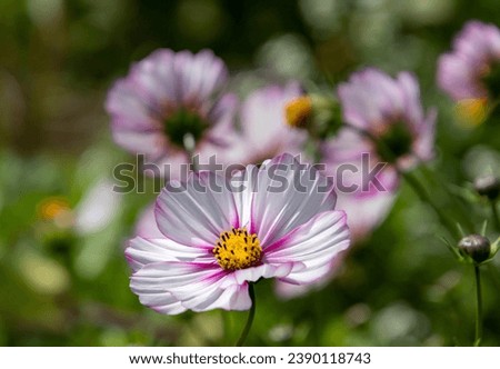 White cosmos blossoms with blurred background; save the bees pesticide free environmental protection concept