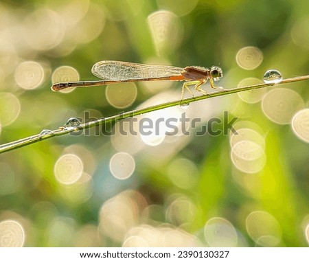 Damselflies on the grass taken in the morning at sunrise with the background can look very beautiful
