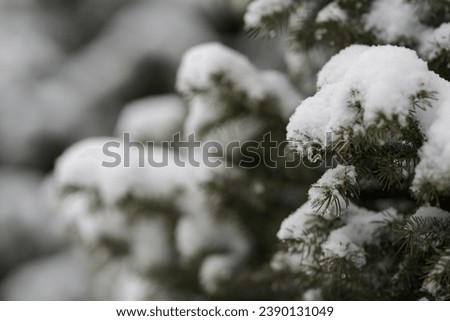 Close up of spruce tree covered with fresh snow with copy space