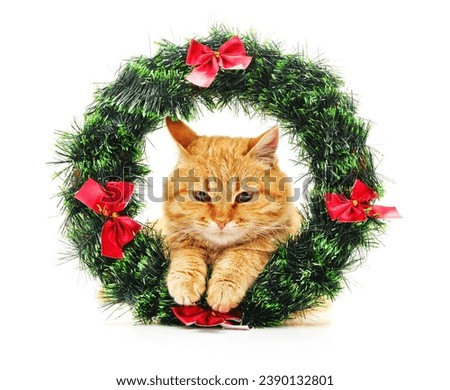 The cat in the Christmas wreath isolated on a white background.