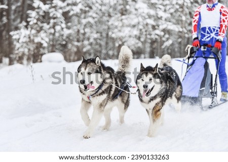 Sled dog racing. Husky sled dogs pull a sled with dog musher. Winter competition.
