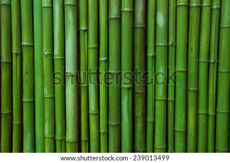 Green bamboo wall Royalty-Free Stock Photo #239013499