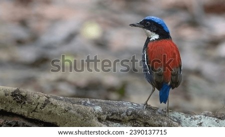 Blue-headed Pitta (Hydrornis baudii) or Blue-crowned Pitta, in nature habitat Royalty-Free Stock Photo #2390137715