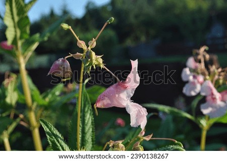 flowers and seeds of glandulifera on the background of green leaves and stems, blurred dark background and light blue sky on August sunny morning