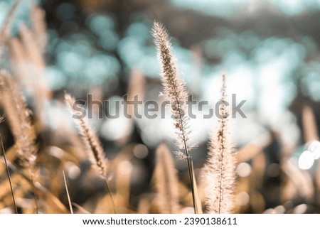 colorful grass flower with sunlight in the park