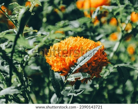 Pictures of flowers in Thailand It has yellow flowers, as the name of this flower is called marigold. It is a flower that is popular in Thailand.