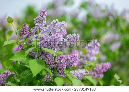 Spring blooming lilac on a blurry background with bokeh effect. Royalty-Free Stock Photo #2390149183