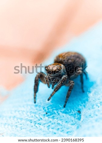 Macro cute jumping spider photo