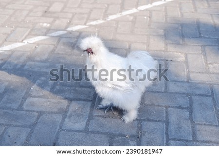 White chicken on the street. stock photo