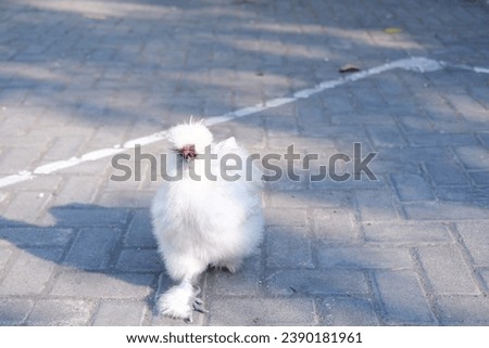 White chicken on the street. stock photo